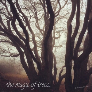 the magic of trees, Baum im leichten Nebel